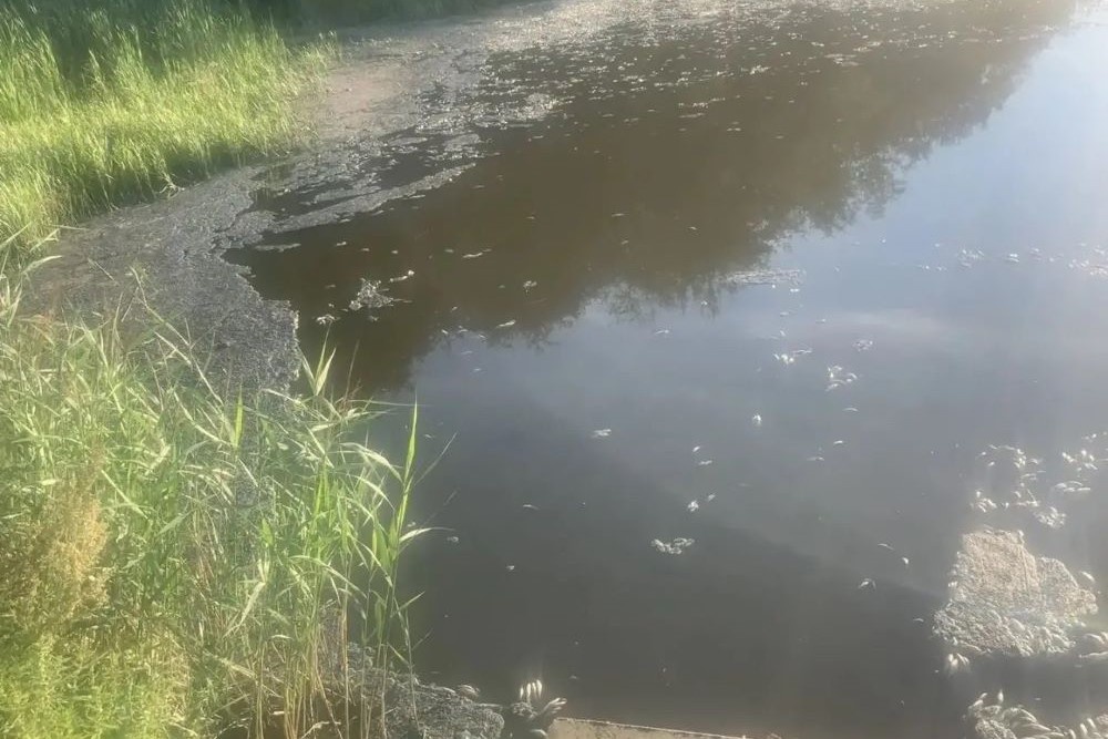 Руководитель Рыбинского округа: Причины мора рыбы — естественные