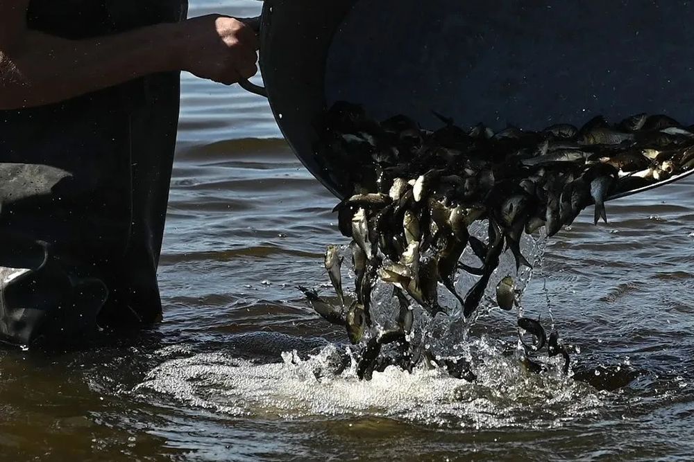 В главный источник питьевой воды Челябинска выпустили молодого сазана