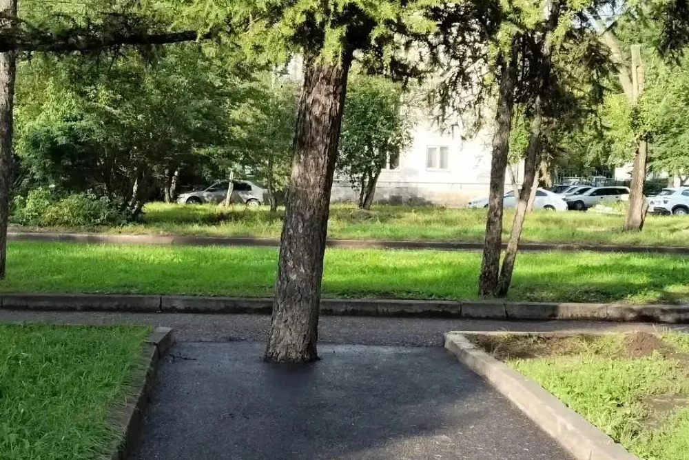 Мэр Красноярска возмутился заасфальтованным деревом